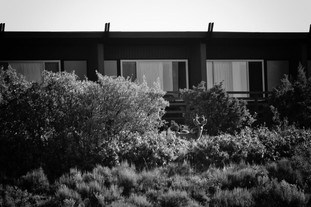 Farview Lodge mit Hirsch, Mesa Verde NP, CO